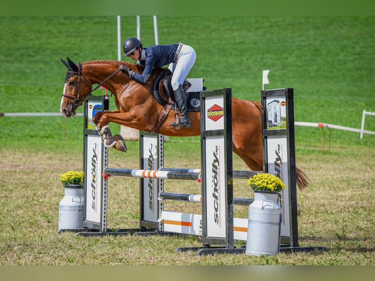 Swiss Warmblood Gelding 7 years 16,3 hh Chestnut-Red in Worben