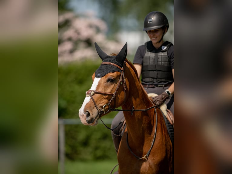 Swiss Warmblood Gelding 7 years 16,3 hh Chestnut-Red in Worben