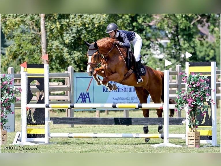 Swiss Warmblood Gelding 7 years 16,3 hh Chestnut-Red in Worben