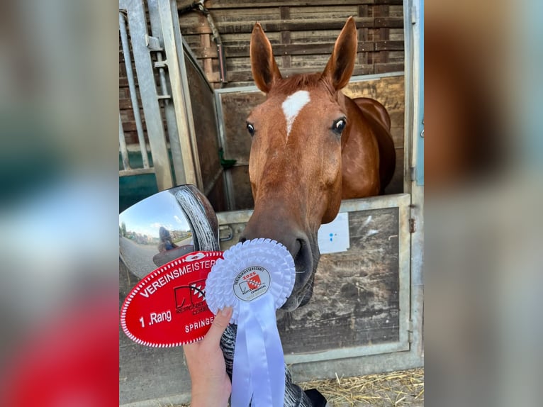 Swiss Warmblood Gelding 8 years 16.1 hh Chestnut-Red in Biel-Benken BL