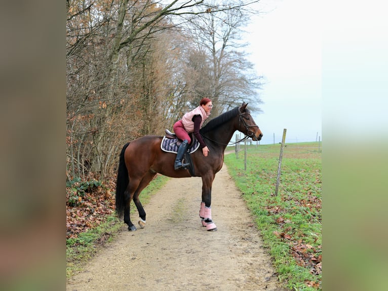 Swiss Warmblood Gelding 8 years 16.3 hh Brown in Olten