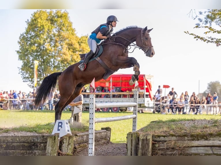 Swiss Warmblood Gelding 8 years 16.3 hh Brown in Thun