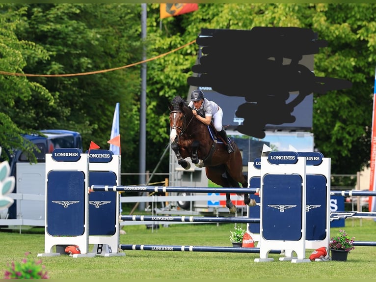 Swiss Warmblood Gelding 8 years 16.3 hh Brown in Thun
