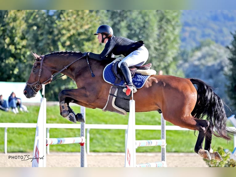 Swiss Warmblood Gelding 8 years 16.3 hh Brown in Thun