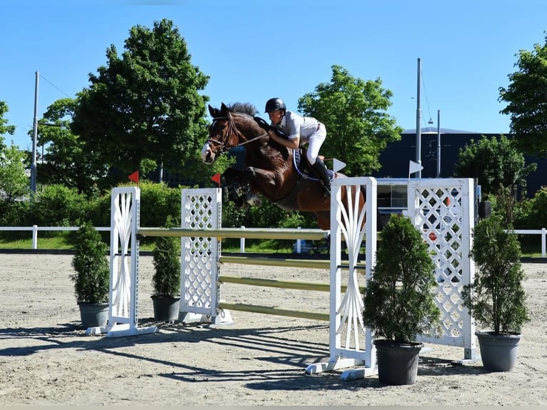 Swiss Warmblood Gelding 8 years 16.3 hh Brown in Thun