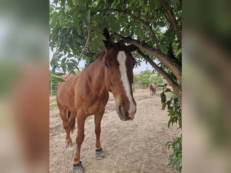 Swiss Warmblood Gelding 8 years 16 hh Chestnut-Red in Freiburg im Breisgau