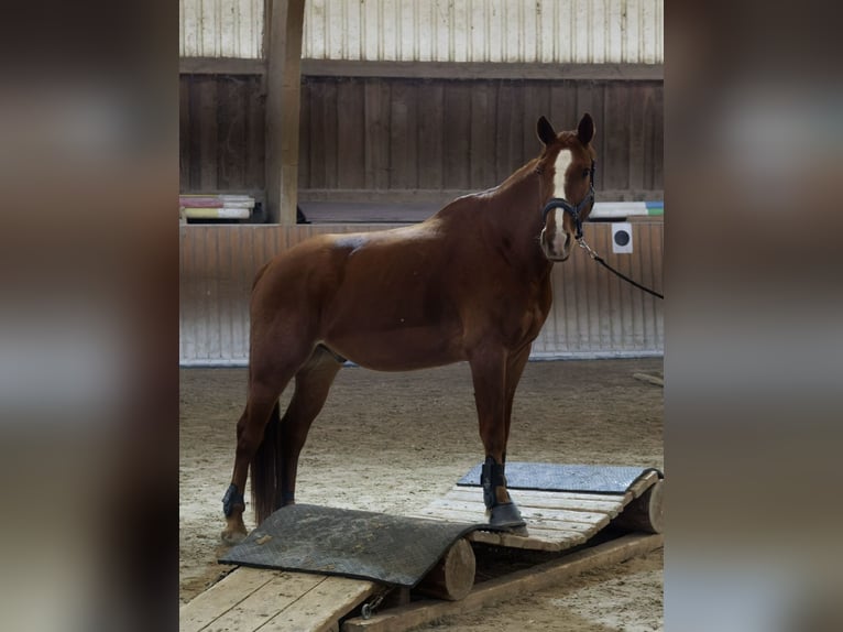 Swiss Warmblood Gelding 8 years 16 hh Chestnut-Red in Freiburg im Breisgau
