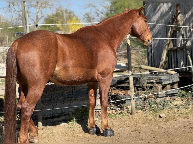 Swiss Warmblood Gelding 8 years 16 hh Chestnut-Red in Freiburg im Breisgau