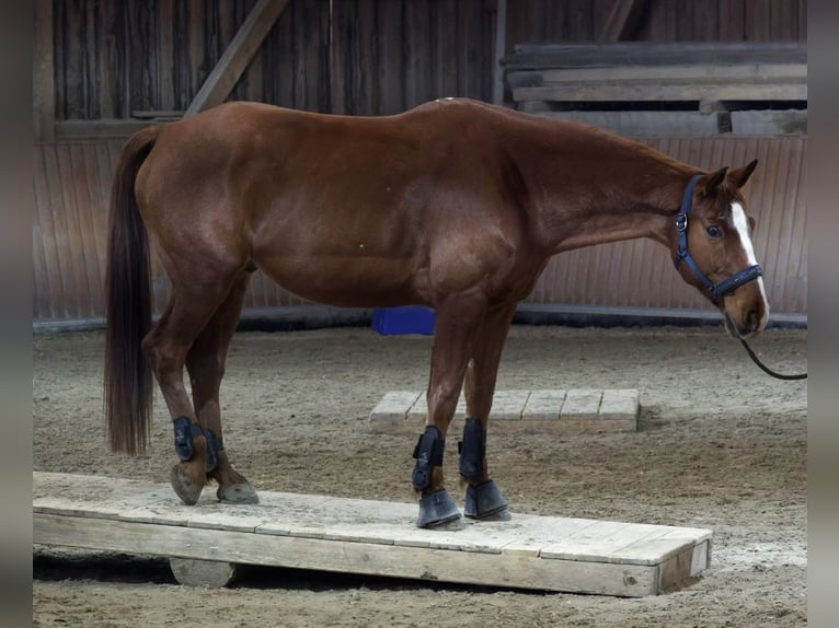 Swiss Warmblood Gelding 8 years 16 hh Chestnut-Red in Freiburg im Breisgau
