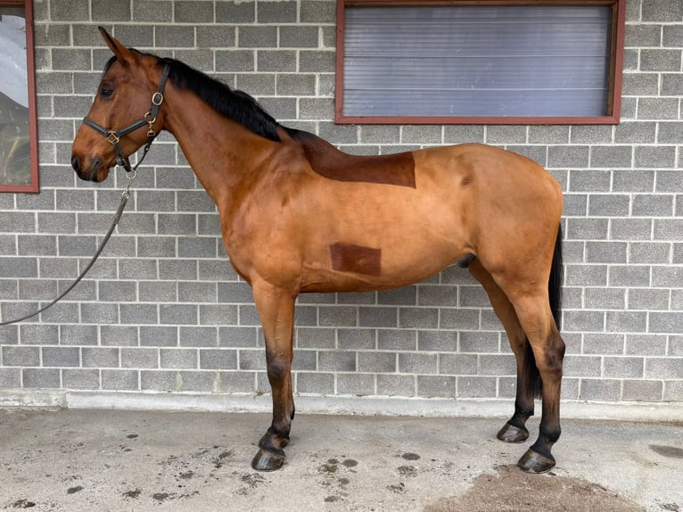 Swiss Warmblood Gelding 8 years 16,2 hh Brown in Diepoldsau