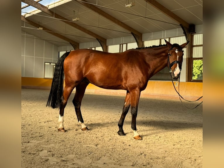 Swiss Warmblood Gelding 8 years 17,2 hh Brown in Niederhasli