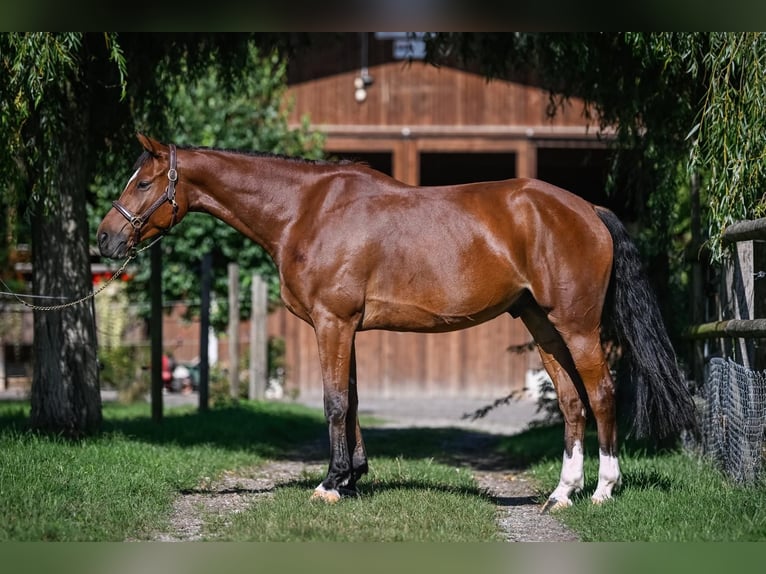 Swiss Warmblood Gelding 9 years 16.1 hh Brown in Rothenburg