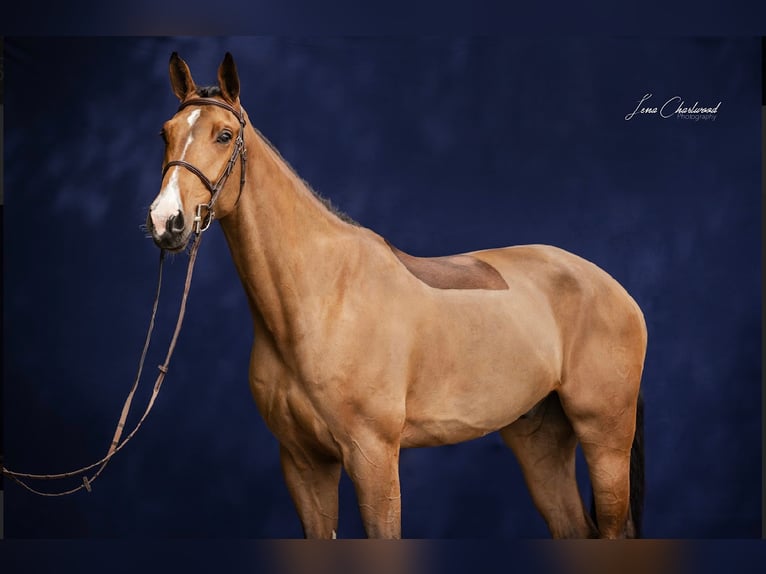 Swiss Warmblood Gelding 9 years 16.3 hh Brown in Mengen