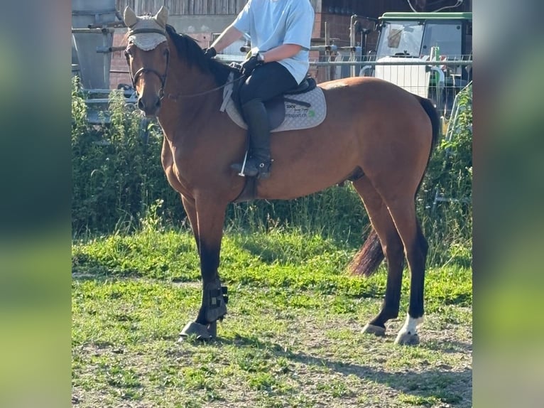 Swiss Warmblood Gelding 9 years 16,2 hh Brown in Aarberg