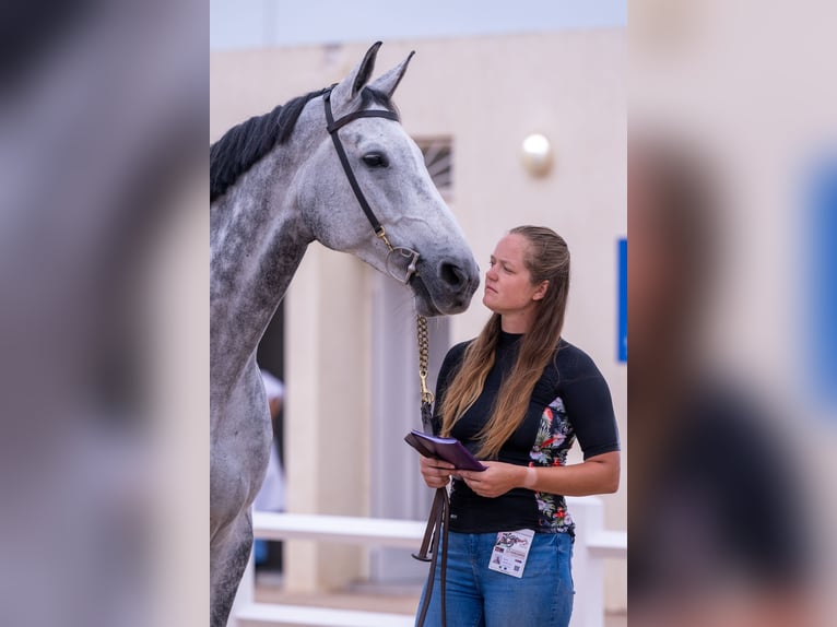 Swiss Warmblood Gelding 9 years 16,3 hh Grey in Aeugst