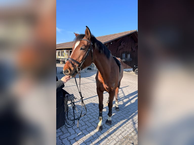 Swiss Warmblood Gelding 9 years 17 hh Brown in Spreitenbach