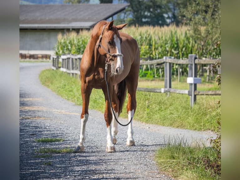 Swiss Warmblood Gelding 9 years Chestnut-Red in Oberriet SG