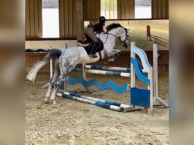 Swiss Warmblood Gelding 9 years  in Murg