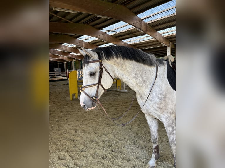 Swiss Warmblood Gelding 9 years  in Murg