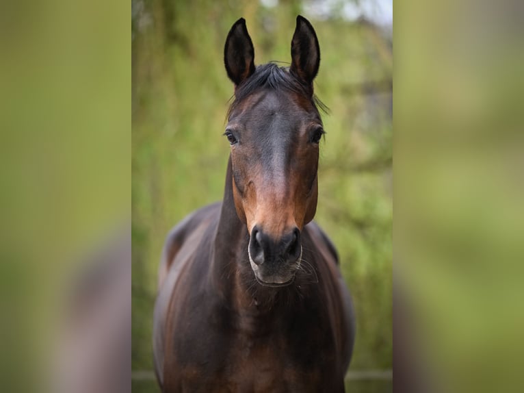 Swiss Warmblood Mare 10 years 15.3 hh Brown in Bernhardzell