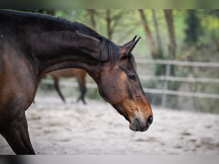 Swiss Warmblood Mare 10 years 15.3 hh Brown in Bernhardzell