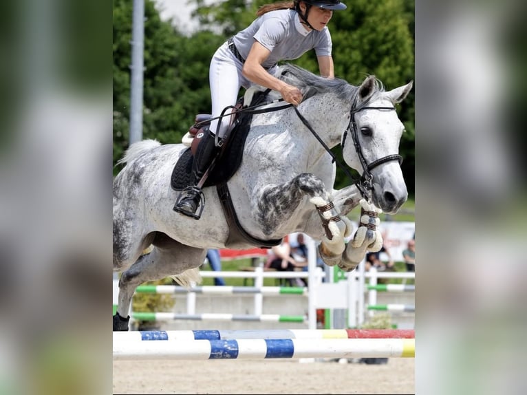 Swiss Warmblood Mare 10 years 15,3 hh Grey in Glovelier