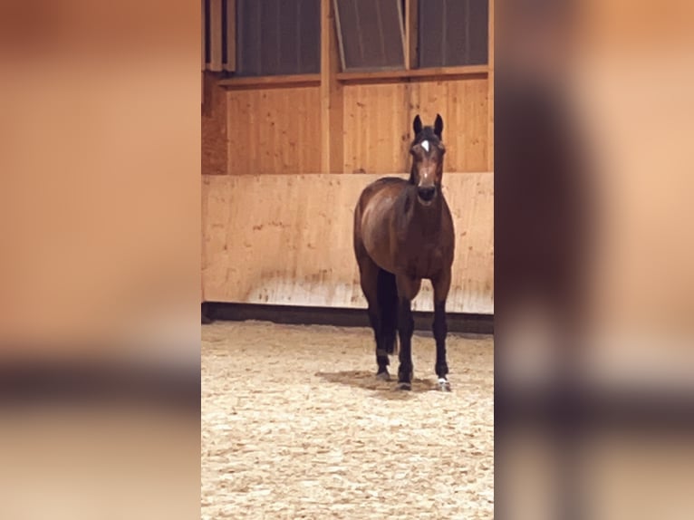 Swiss Warmblood Mare 10 years 16 hh Brown in Leimbach AG
