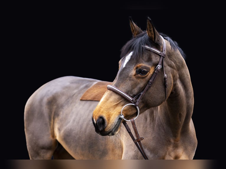 Swiss Warmblood Mare 10 years 16 hh Brown in Leimbach AG