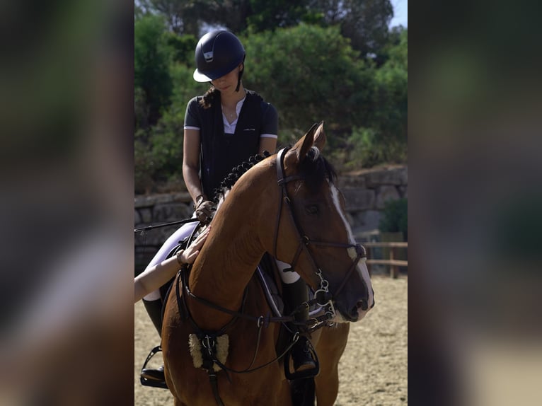 Swiss Warmblood Mare 10 years 16 hh Dun in Marbella