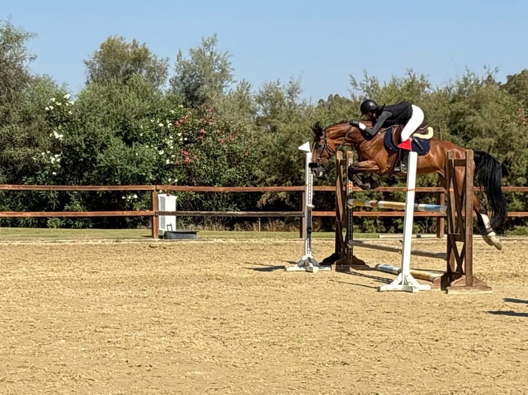 Swiss Warmblood Mare 10 years 16 hh Dun in Marbella