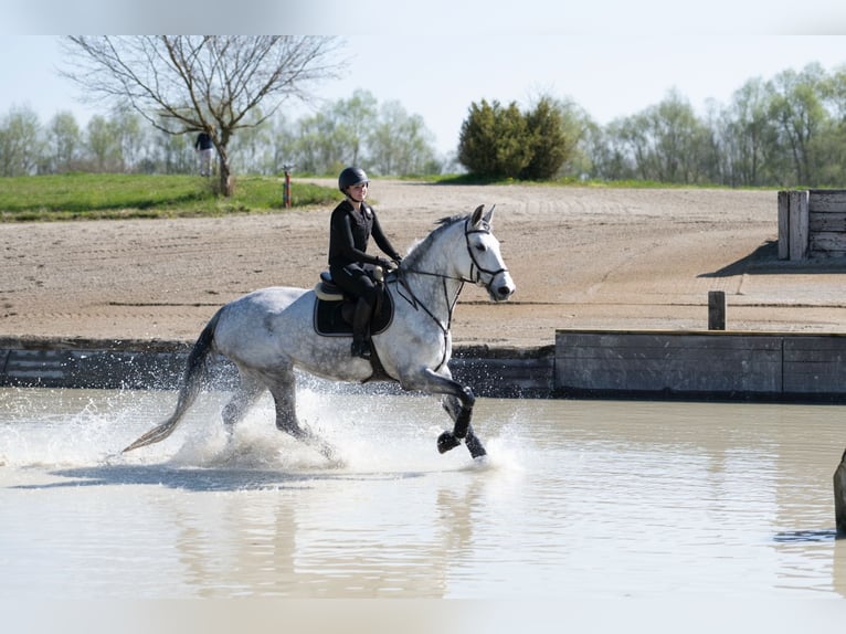 Swiss Warmblood Mare 10 years 18,1 hh Gray in M&#xFC;nsingen