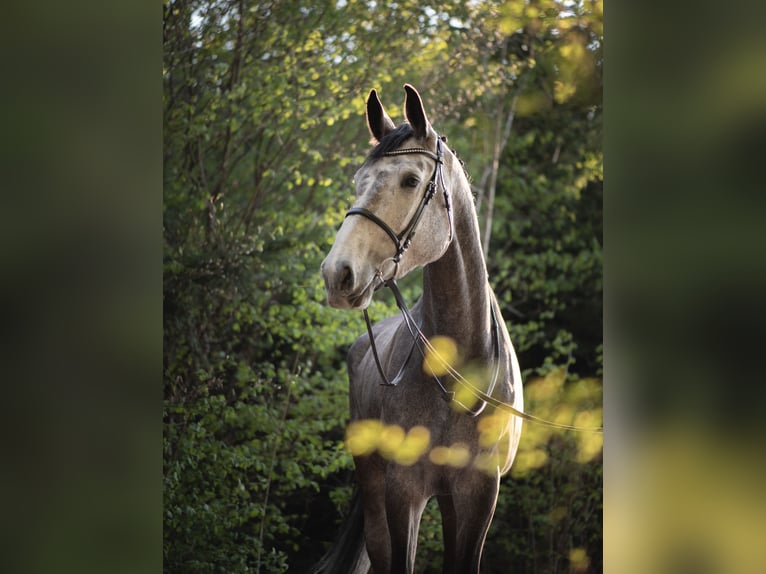 Swiss Warmblood Mare 10 years 18,1 hh Gray in M&#xFC;nsingen