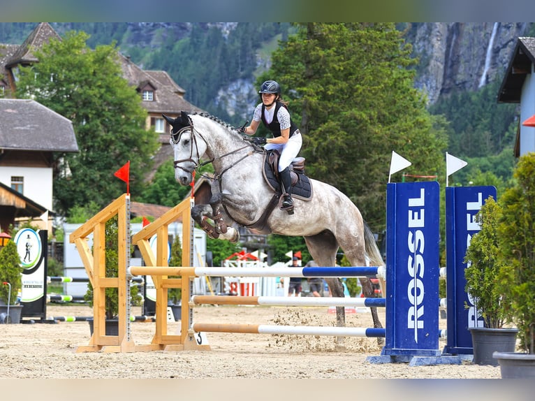 Swiss Warmblood Mare 10 years 18,1 hh Gray in M&#xFC;nsingen