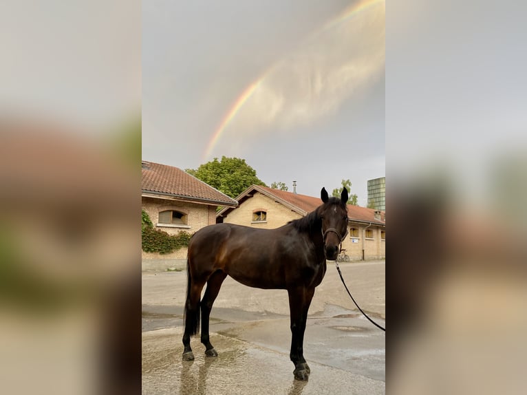 Swiss Warmblood Mare 11 years 15,2 hh Bay-Dark in Bern
