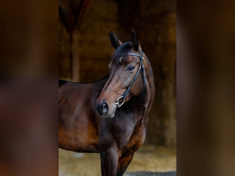 Swiss Warmblood Mare 11 years 15,2 hh Bay-Dark in Bern
