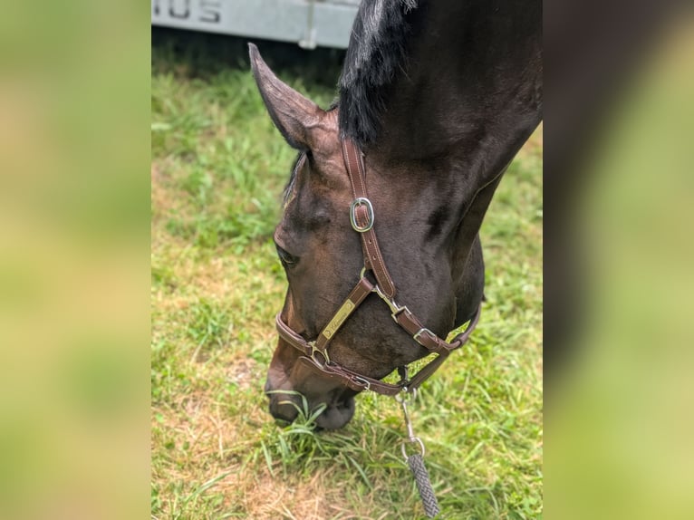 Swiss Warmblood Mare 11 years 16.1 hh  in Zuzwil SG