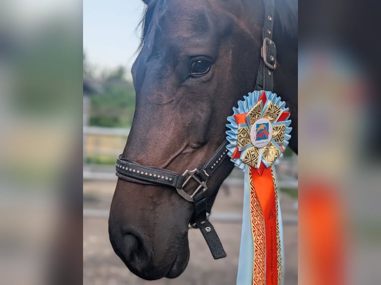 Swiss Warmblood Mare 11 years 16.1 hh  in Zuzwil SG