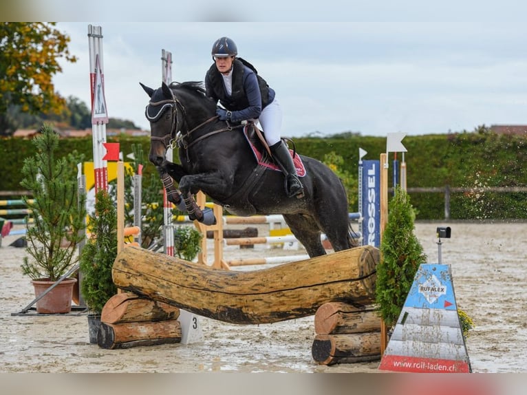 Swiss Warmblood Mare 11 years 16 hh Brown in Bern