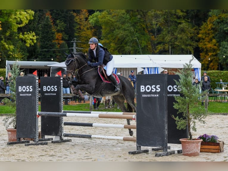 Swiss Warmblood Mare 11 years 16 hh Brown in Bern