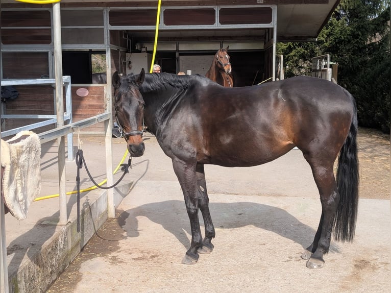 Swiss Warmblood Mare 11 years 16,1 hh  in Zuzwil SG