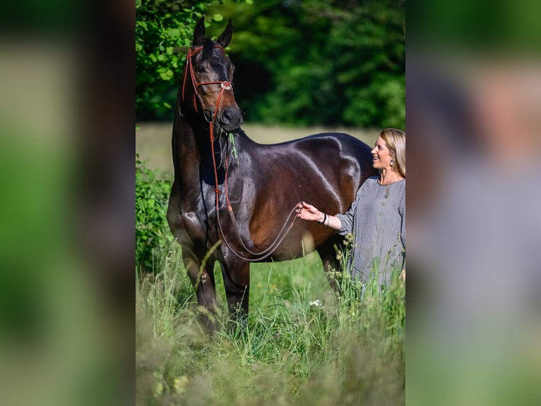 Swiss Warmblood Mare 11 years 16,1 hh  in Zuzwil SG