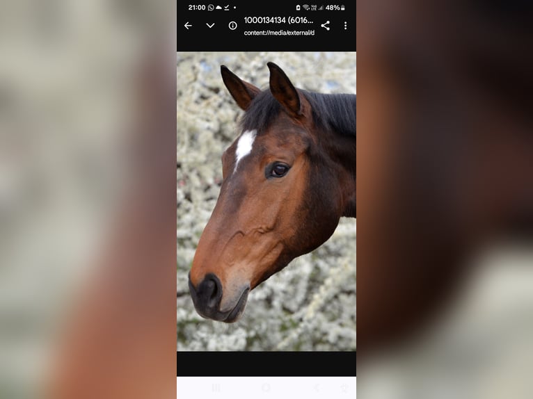 Swiss Warmblood Mare 11 years 16,3 hh Brown in Gossau ZH