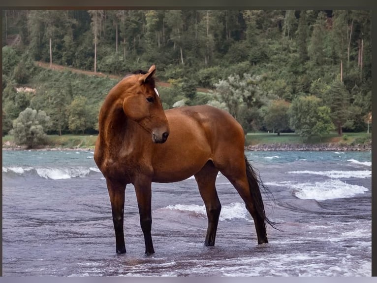 Swiss Warmblood Mare 11 years 16,3 hh Brown in Gossau ZH