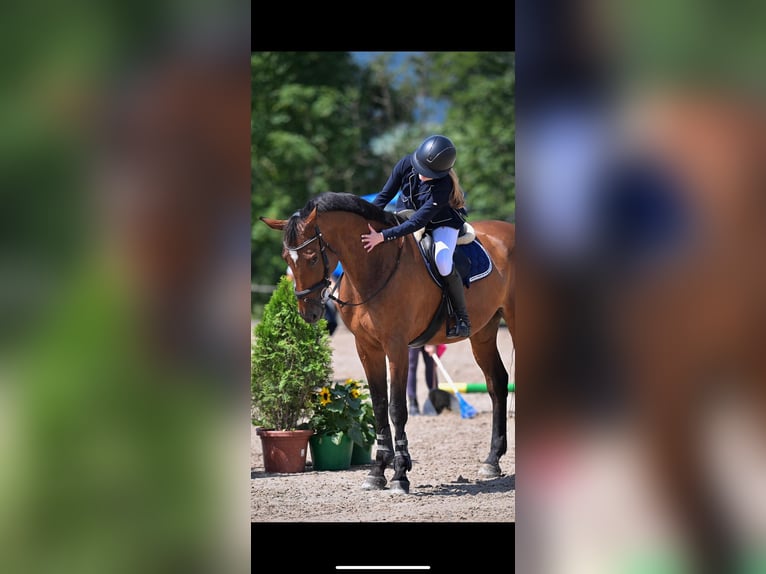 Swiss Warmblood Mare 12 years 16,3 hh Brown in Gossau ZH