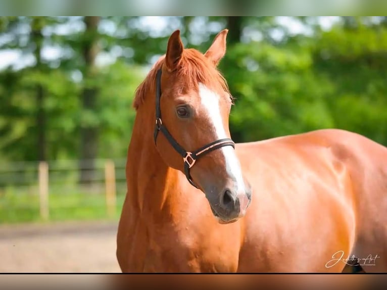 Swiss Warmblood Mare 12 years 17 hh Chestnut-Red in Pageas