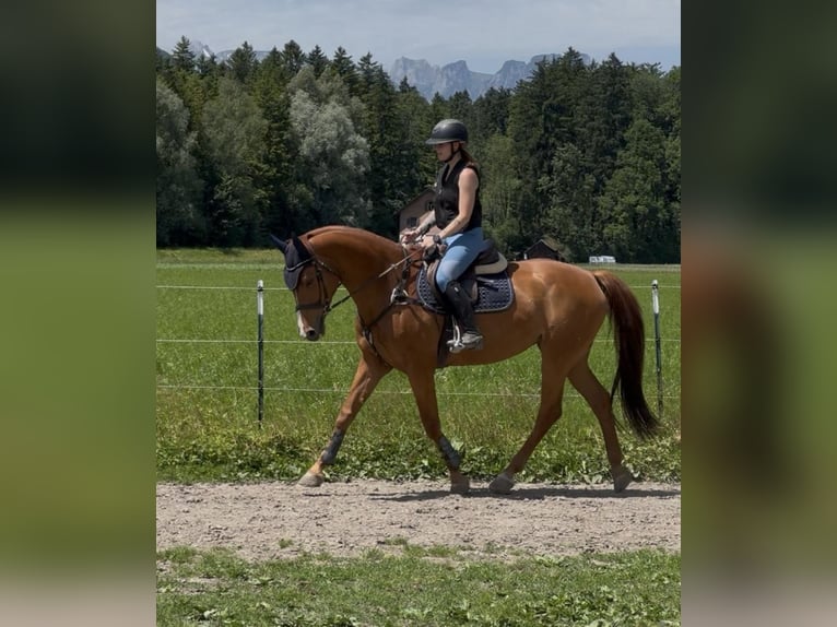 Swiss Warmblood Mare 13 years 16.1 hh Chestnut-Red in Schlins