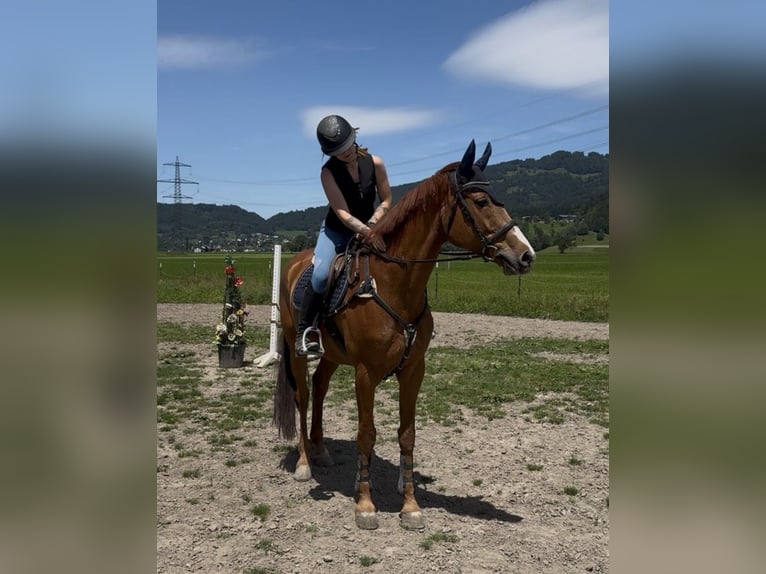 Swiss Warmblood Mare 13 years 16.1 hh Chestnut-Red in Schlins
