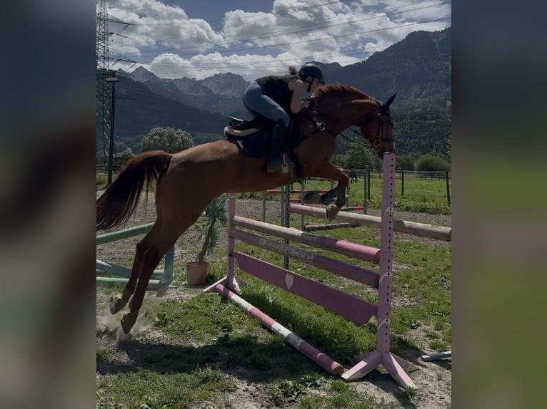 Swiss Warmblood Mare 13 years 16.1 hh Chestnut-Red in Schlins