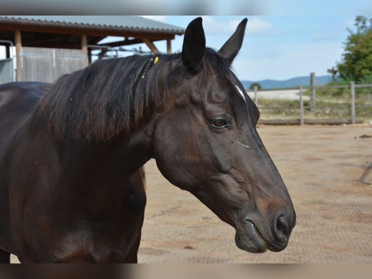 Swiss Warmblood Mare 13 years 16 hh Bay-Dark in Möhlin