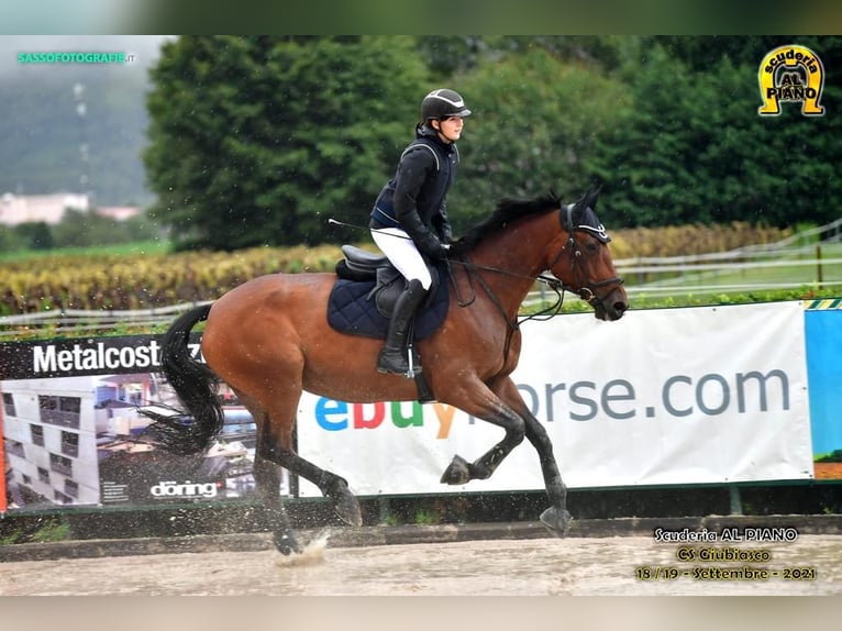 Swiss Warmblood Mare 13 years 16 hh Brown in Rifferswil